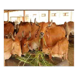 गौ सेवा अनुदान