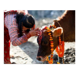 गौमाता की सवामणी सेवा